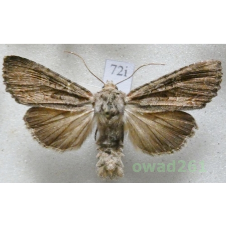 Lacanobia aliena (Hübner, 1809) Czech72i